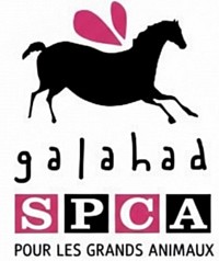 Famille d'accueil pour Galahad