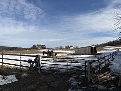 chevaux au printemps