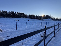 chevaux en hiver