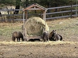 chevaux en été