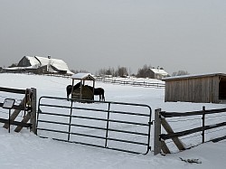 chevaux en hiver
